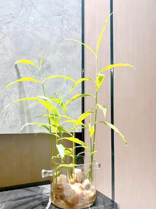 创意姜图片-图2 创意姜图片-图2