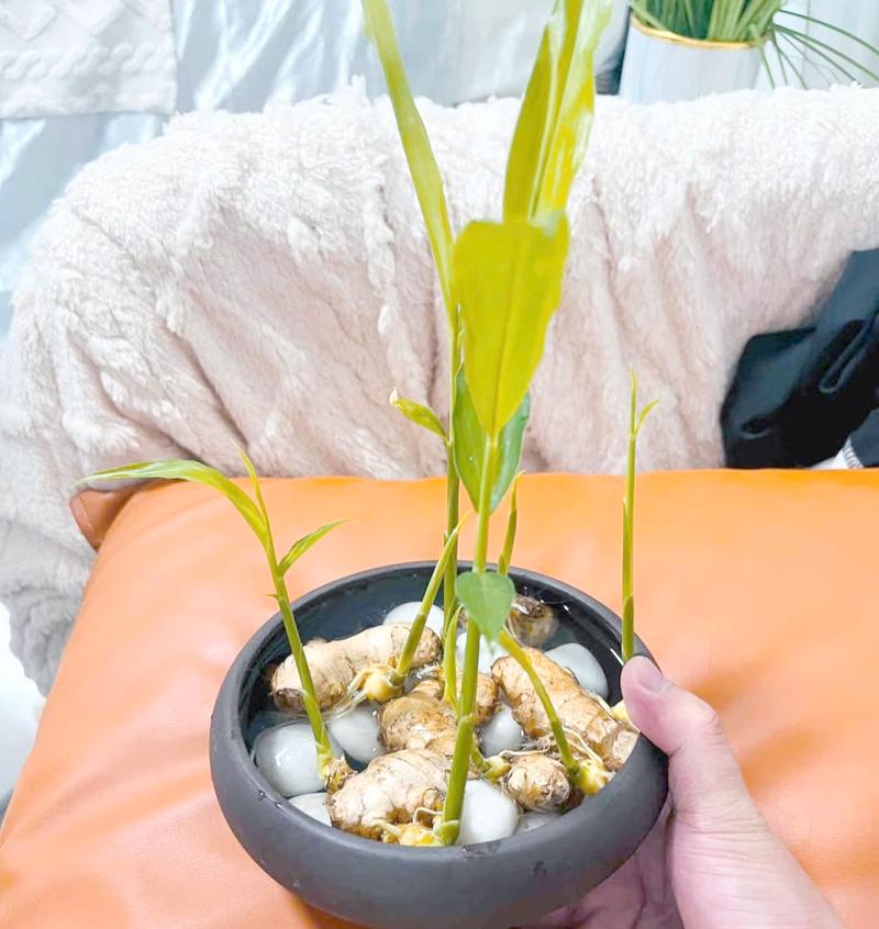 创意姜图片-图3 创意姜图片-图3