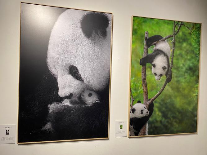 熊猫创意拍摄-图2