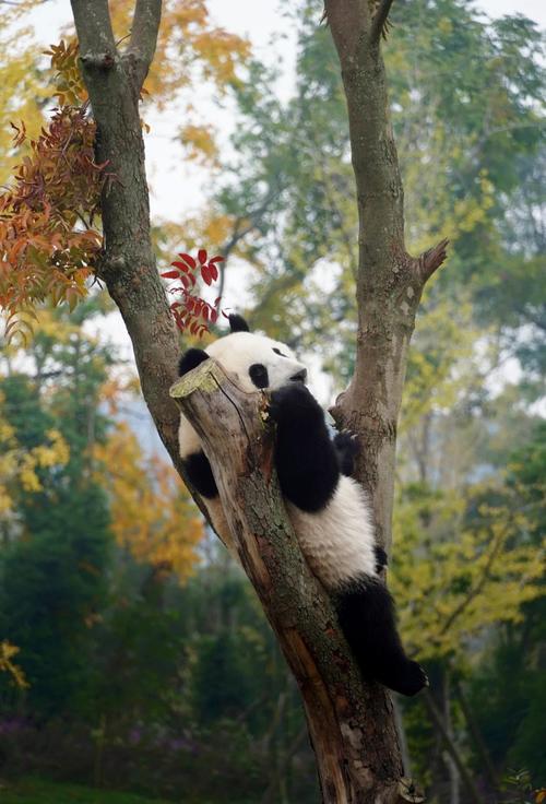 熊猫创意拍摄-图1 熊猫创意拍摄-图1