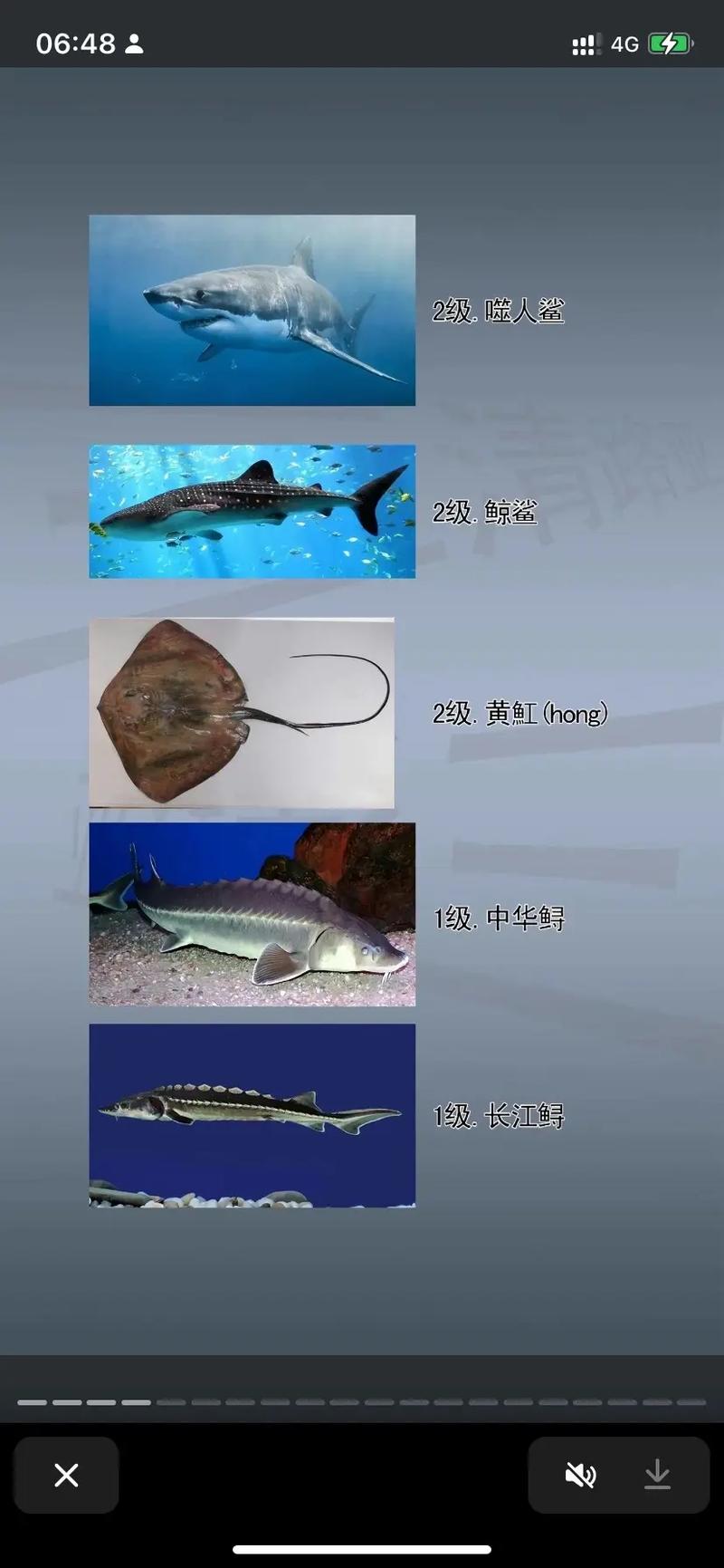 鱼动物描写技巧,鱼动物描写技巧有哪些-图3 鱼动物描写技巧,鱼动物描写技巧有哪些-图3