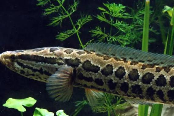 鱼动物描写技巧,鱼动物描写技巧有哪些-图2 鱼动物描写技巧,鱼动物描写技巧有哪些-图2