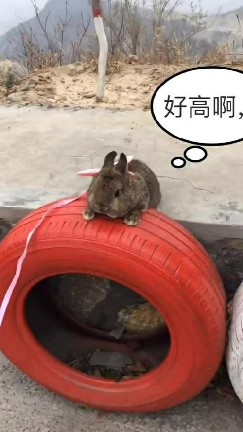 创意轮胎兔子,废旧轮胎如何变身萌兔?-图2 创意轮胎兔子,废旧轮胎如何变身萌兔?-图2