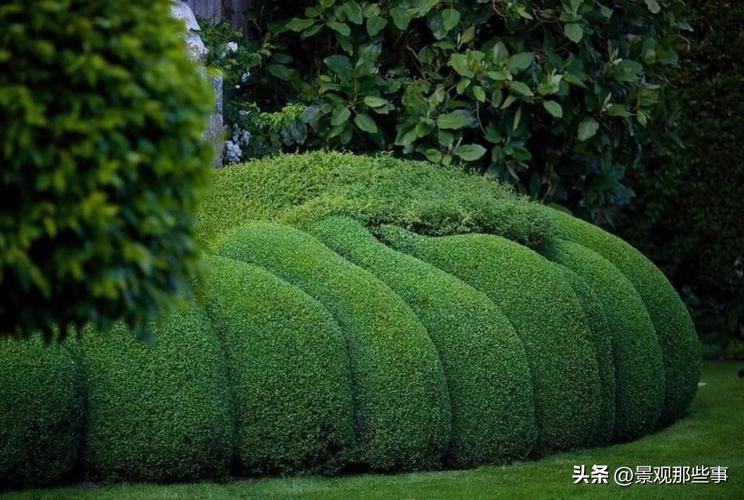 创意绿篱，如何巧思打造独特风景线？-图1