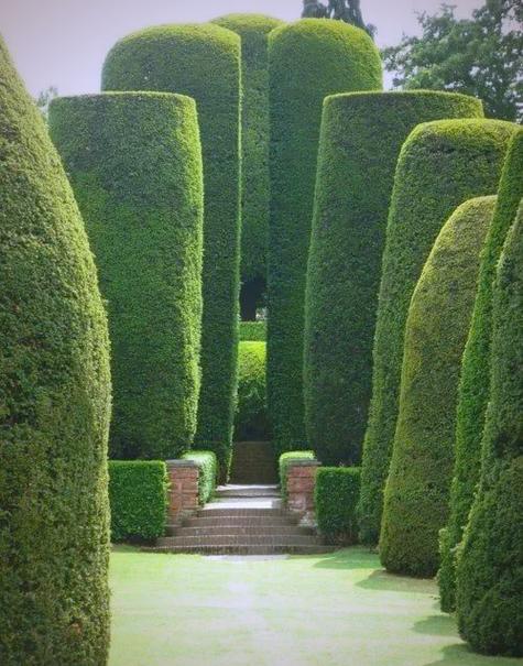 创意绿篱，如何巧思打造独特风景线？-图2