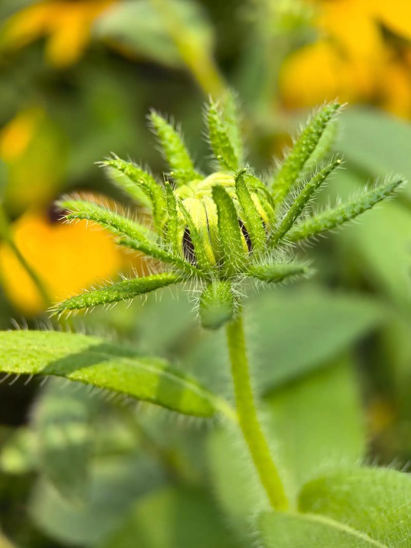 创意微距摄影如何突破常规视角，用微观世界构建独特视觉叙事？-图2