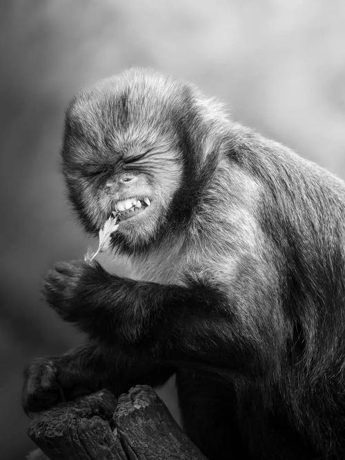 创意照片动物图片是如何突破传统摄影框架,实现艺术与自然和谐共生的?-图3 创意照片动物图片是如何突破传统摄影框架,实现艺术与自然和谐共生的?-图3