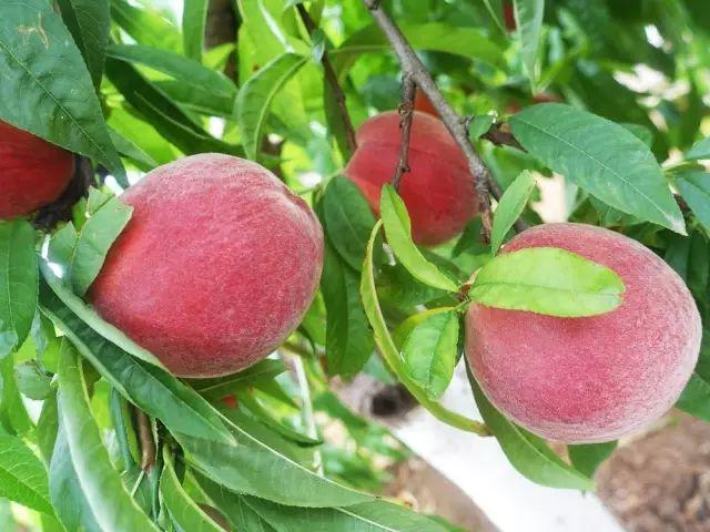 仙桃定位七技巧究竟有哪些核心方法？如何精准把握仙桃定位的关键要素？-图3