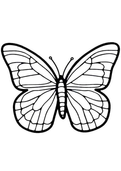 简笔画蝴蝶怎么画才创意？-图3