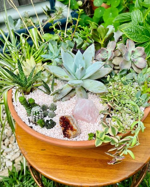 欧美多肉拼盘如何创意搭配？-图3