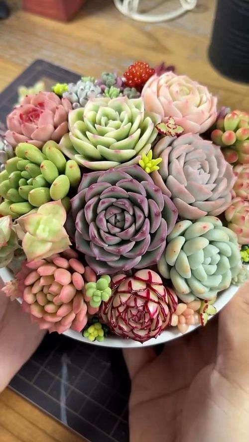 欧美多肉拼盘如何创意搭配？-图2