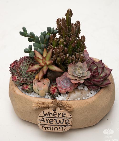 欧美多肉拼盘如何创意搭配？-图1