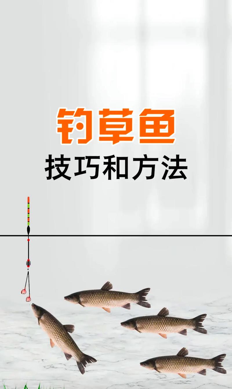 韭菜钓草鱼技巧,韭菜钓草鱼技巧口诀-图2 韭菜钓草鱼技巧,韭菜钓草鱼技巧口诀-图2