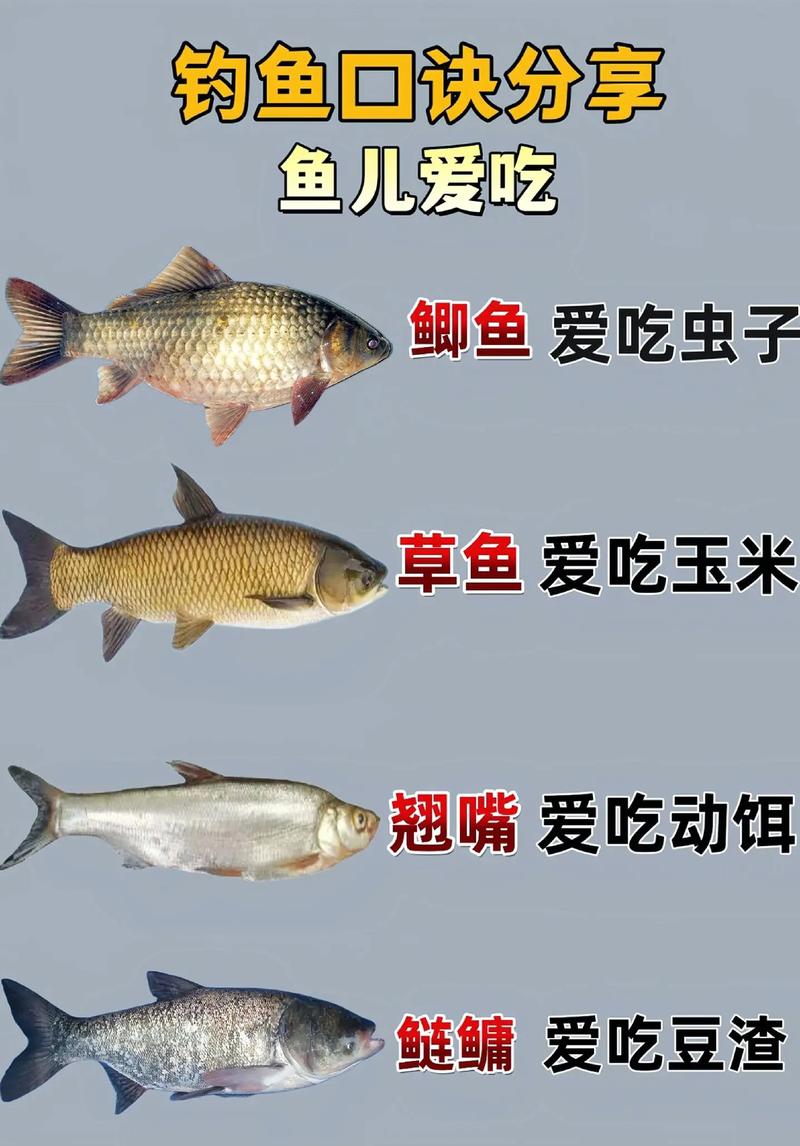 韭菜钓草鱼技巧,韭菜钓草鱼技巧口诀-图3 韭菜钓草鱼技巧,韭菜钓草鱼技巧口诀-图3