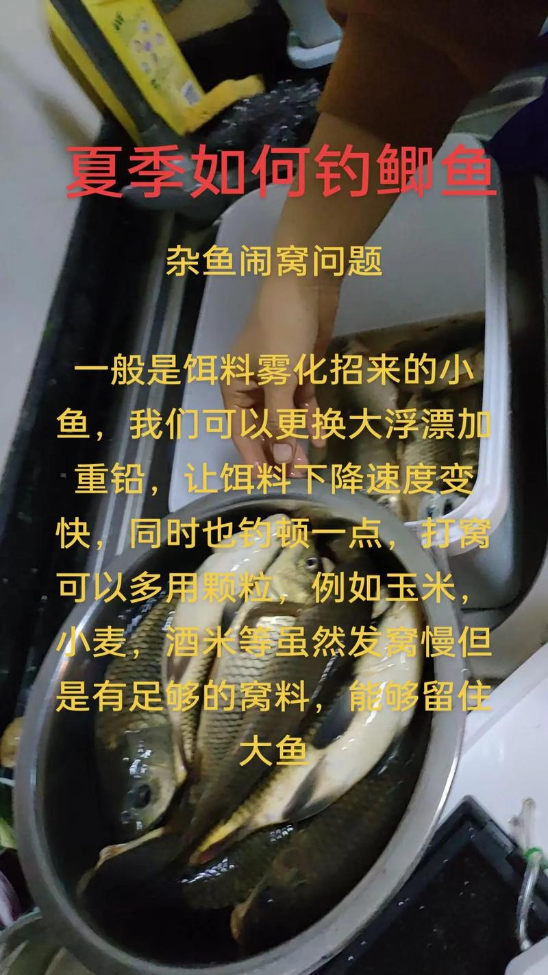 鲫鱼夜钓技巧有哪些?-图2 鲫鱼夜钓技巧有哪些?-图2