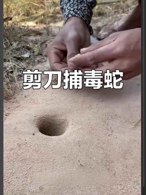 赤手捕蛇技巧，赤手捕蛇技巧视频-图2