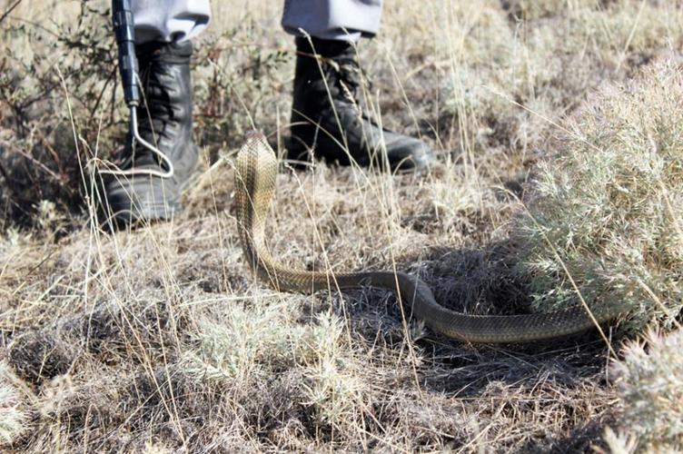赤手捕蛇技巧，赤手捕蛇技巧视频-图1