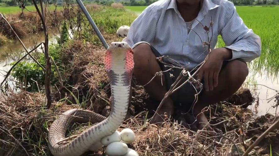 赤手捕蛇技巧，赤手捕蛇技巧视频-图3