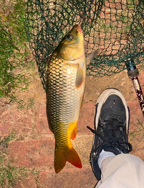 冬天黑坑钓鲤鱼技巧-图2