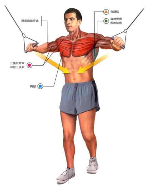 男健身新手怎么练才高效？-图2