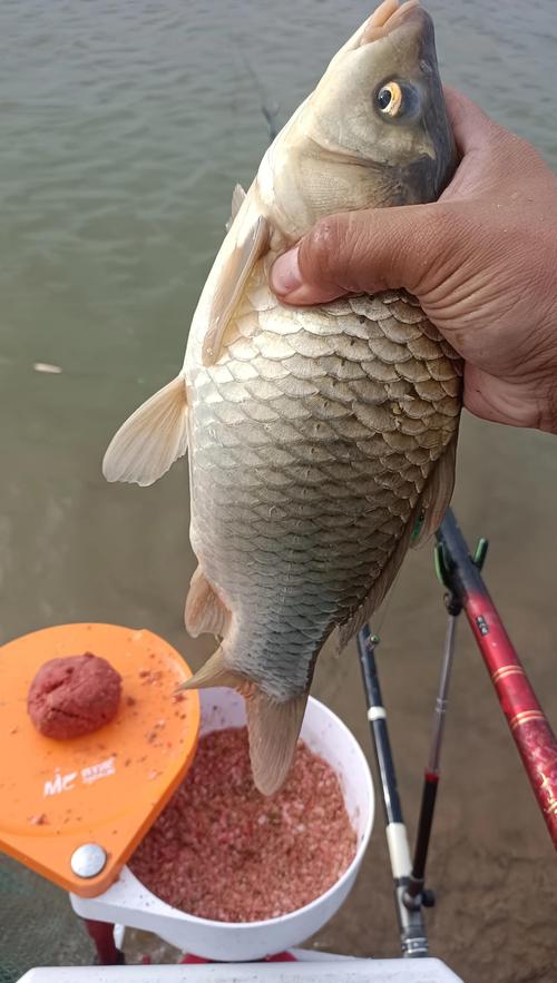 仲秋阴天钓鱼,如何提升上鱼率?-图3 仲秋阴天钓鱼,如何提升上鱼率?-图3