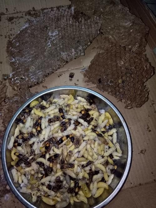 蜂蛹钓鱼怎么用才更有效？-图3