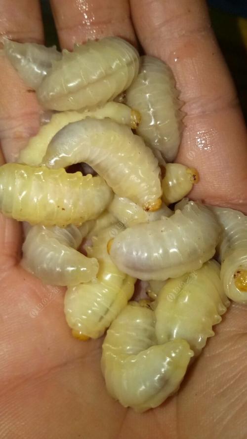 蜂蛹钓鱼怎么用才更有效？-图2