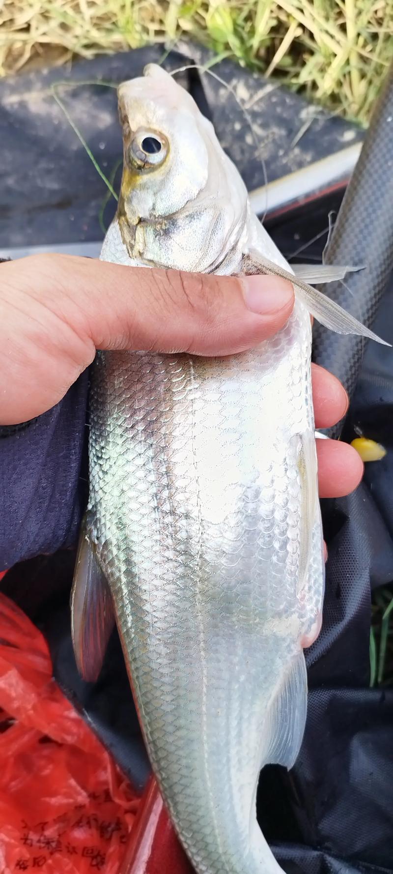 玉米钓翘嘴怎么用最有效？-图3