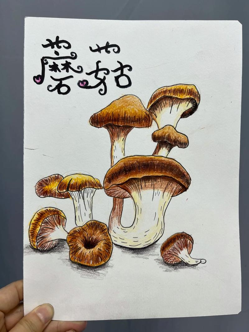 创意画蘑菇，如何画出独特又好看的蘑菇？-图3