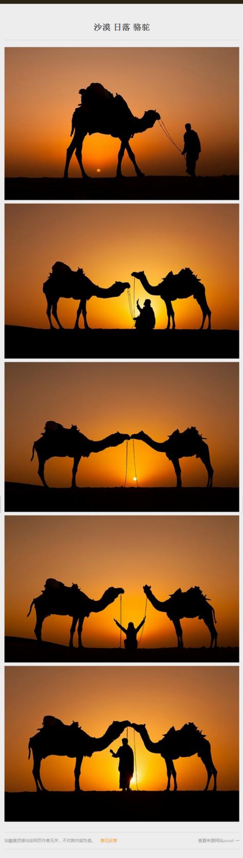 骆驼创意照-图3