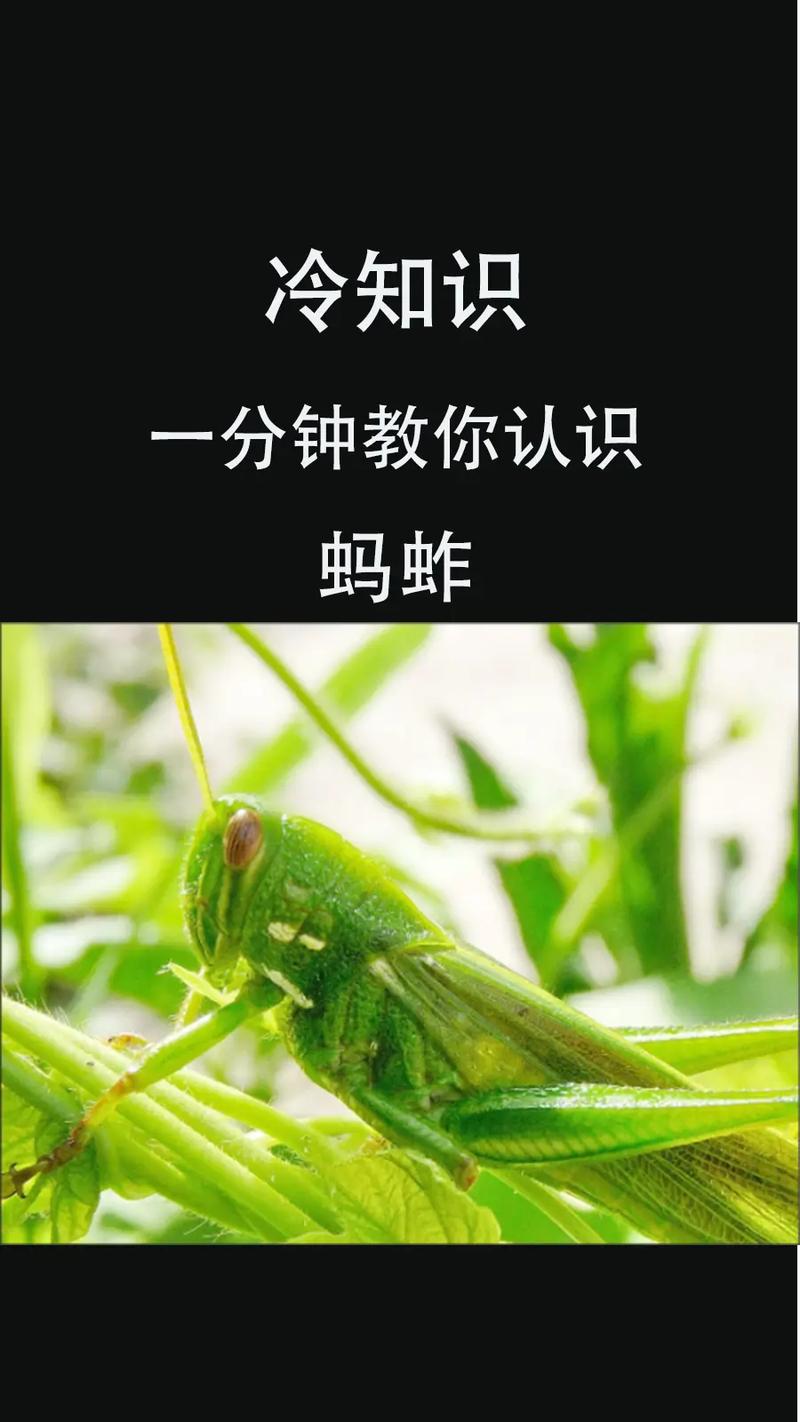 捉蚂蚱的技巧-图1