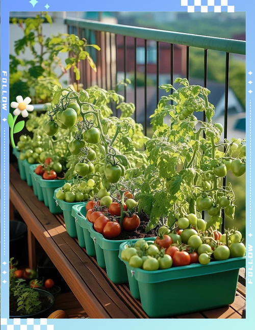 创意阳台种菜-图1