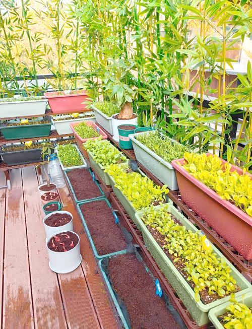 创意阳台种菜-图2