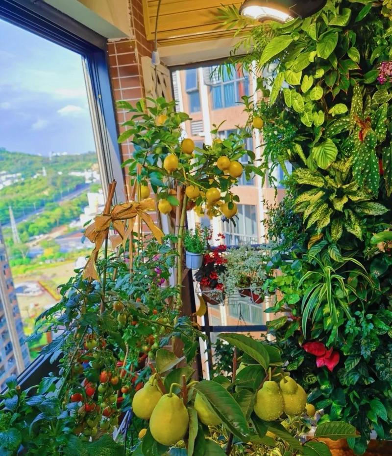 创意阳台种菜-图3