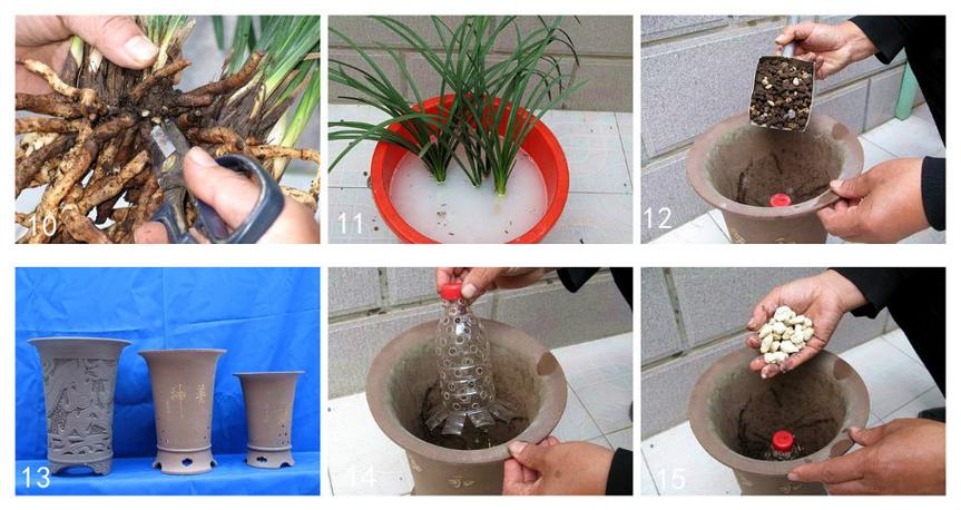 养翻翻的技巧，如何翻盆-图2