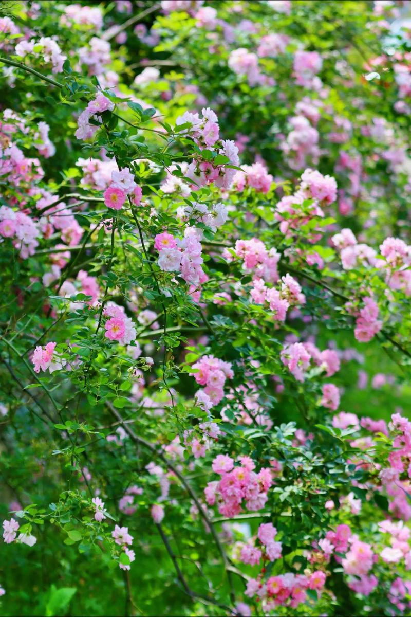 蔷薇花创意摄影，蔷薇花创意摄影作品图片-图1