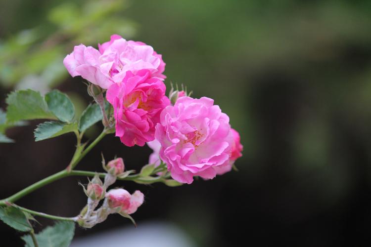 蔷薇花创意摄影，蔷薇花创意摄影作品图片-图2