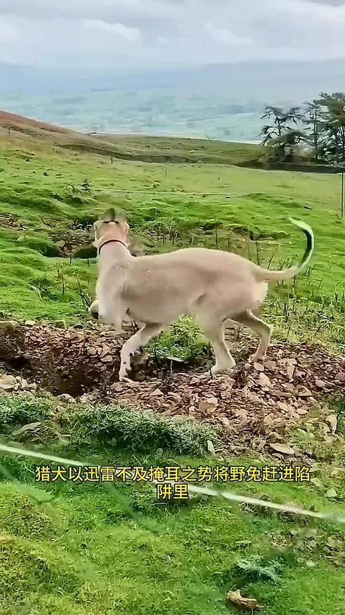 春季捕野兔技巧-图3