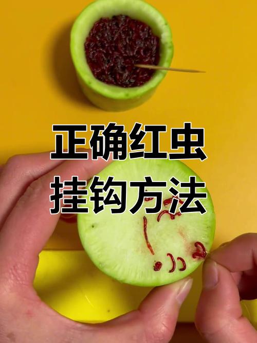 黑坑用红虫钓鲤鱼技巧，黑坑用红虫钓鲤鱼技巧视频-图1