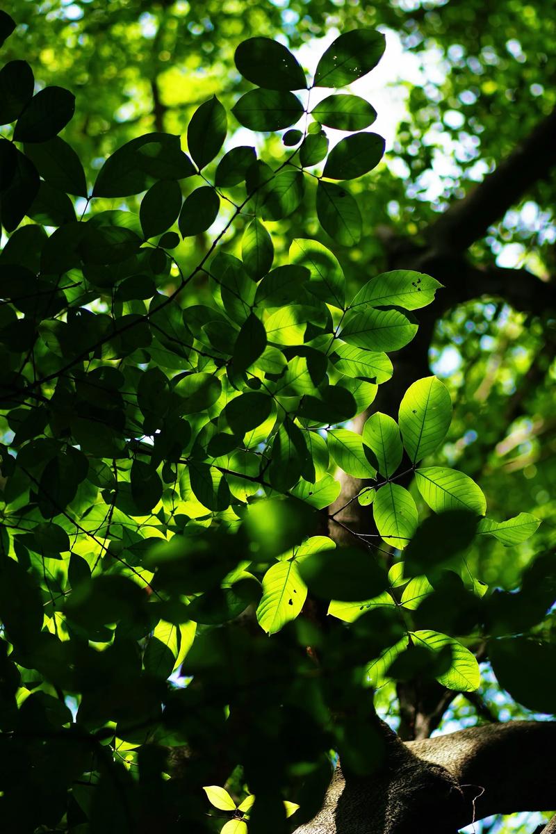 吹树叶技巧图解，吹树叶技巧图解大全-图1