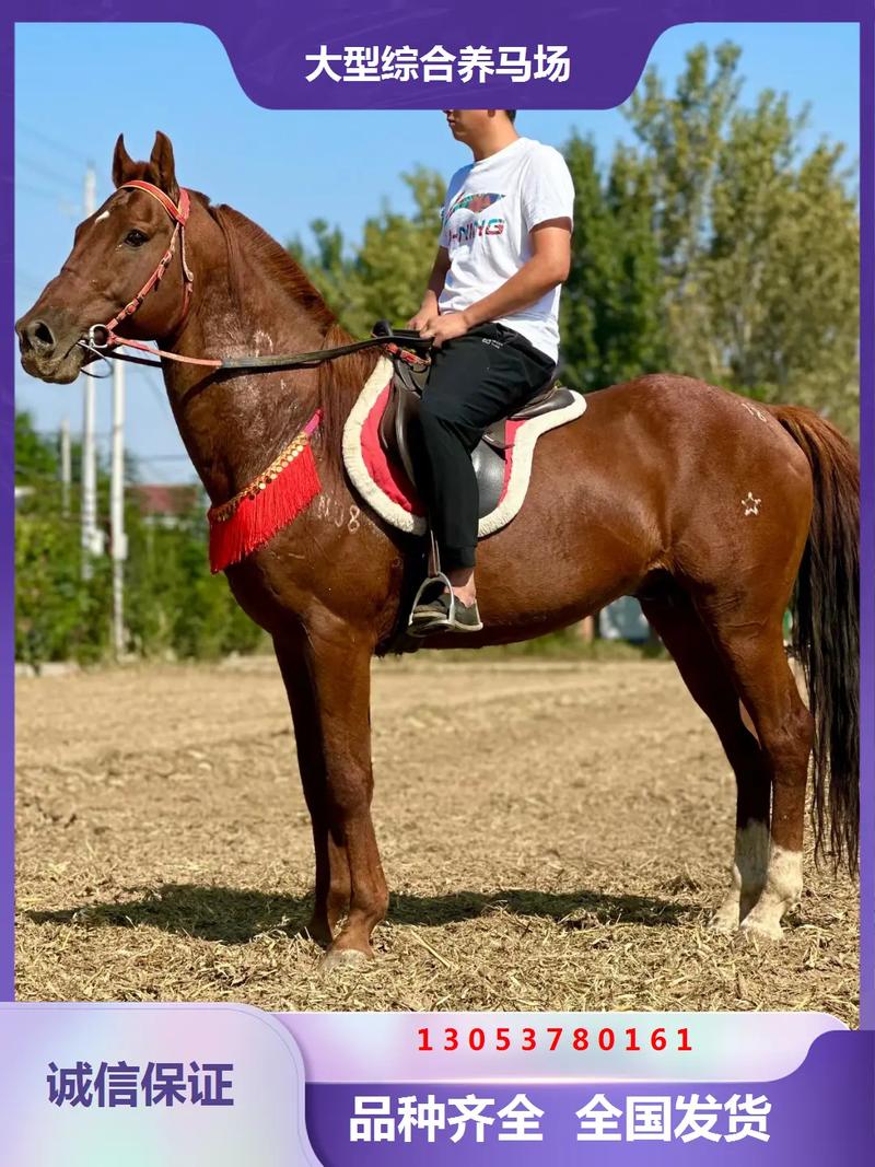 买马真有技巧？如何稳赢？-图2