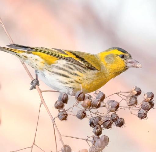 黄雀驯养有哪些实用技巧?-图2 黄雀驯养有哪些实用技巧?-图2