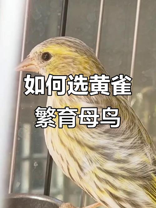 黄雀驯养有哪些实用技巧?-图1 黄雀驯养有哪些实用技巧?-图1
