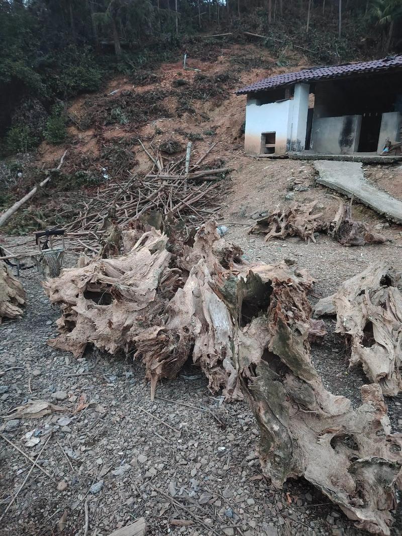 树根图片为何能成为创意灵感？-图1