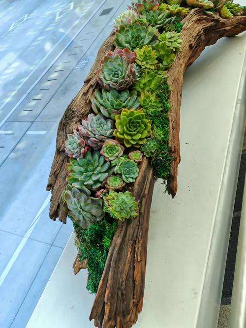 树根图片为何能成为创意灵感？-图2