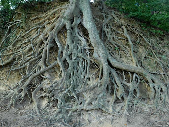 树根图片为何能成为创意灵感？-图3