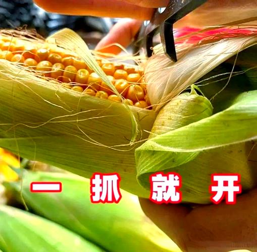 掰玉米有什么小技巧？-图1