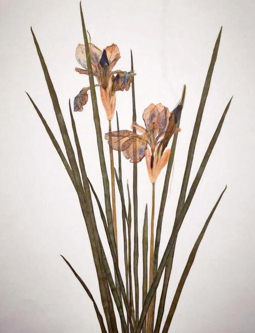 植物标本创意图如何拍出高级感?-图2 植物标本创意图如何拍出高级感?-图2