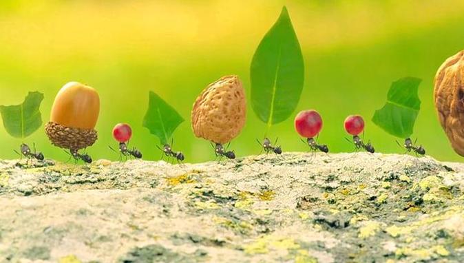 蚂蚁运粮有何巧妙技巧?-图3 蚂蚁运粮有何巧妙技巧?-图3