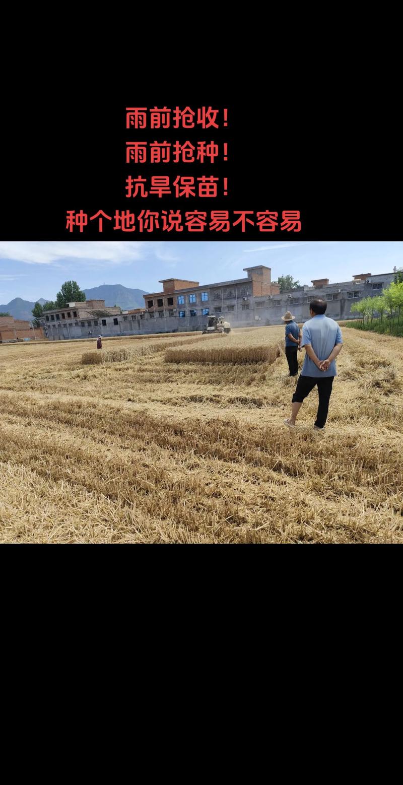 抢种抢收有哪些高效技巧？-图3